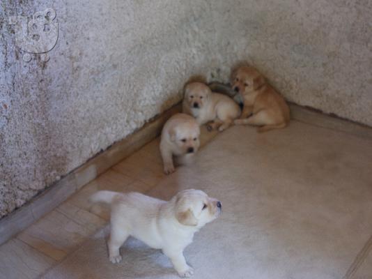 Labrador κουτάβια